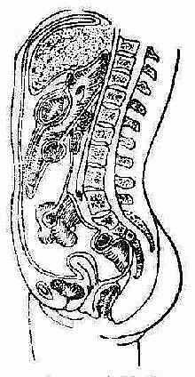 腹膜解剖
