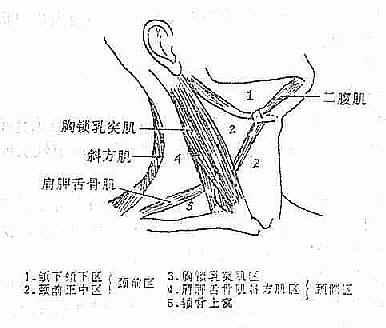 颈部解剖分区