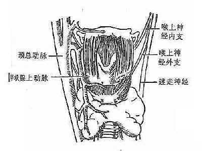 甲状腺上动脉与喉上神经的解剖关系（前面观）